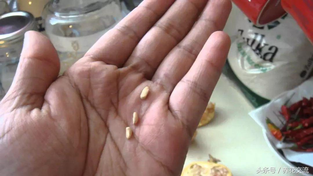 石榴的种子在什么季节播种最好,石榴的栽培繁殖方法