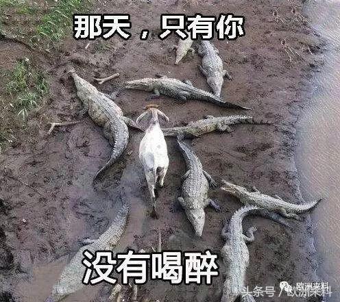 足球世界杯2018俄罗斯对法国,世界杯黑马预测塞尔维亚