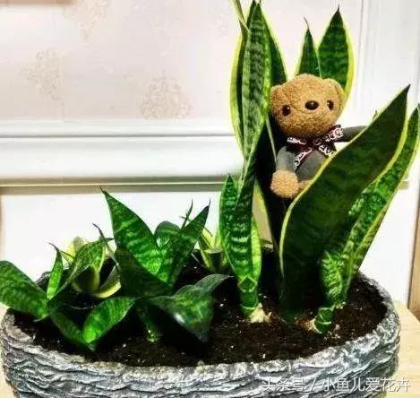 养花浇水知道这14个坑花能活20年,不适合多浇水的8种花