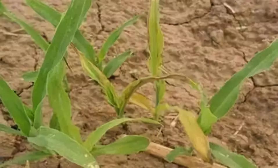 碧护能缓解除草剂药害和肥害,赤霉酸可以缓解除草剂药害吗