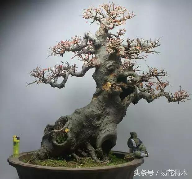 小叶榆和榉树怎样鉴别,小叶榔榆和花皮榆有什么区别