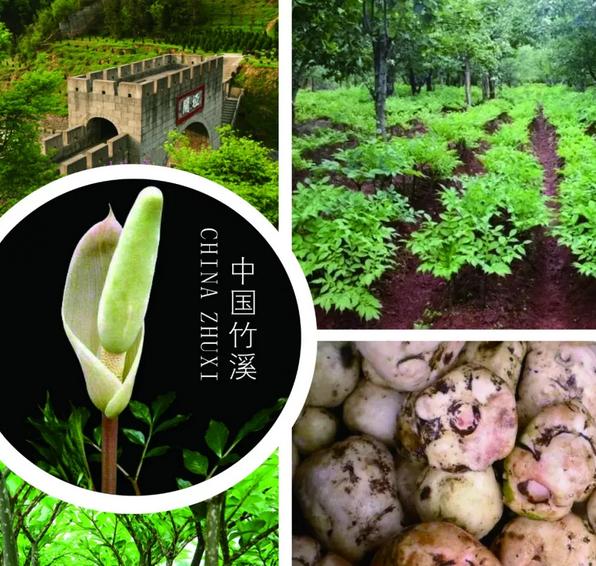 京东打造魔芋“网红”:贫困户不但要“多挣钱”更要“会挣钱”