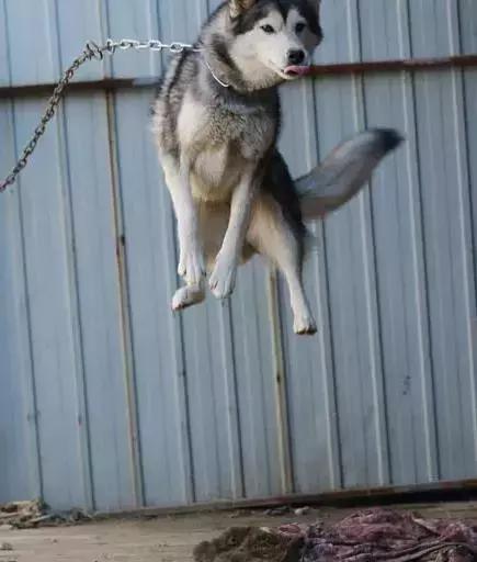 哈士奇被主人绑门口，以为是用来看门，没想到是因为二哈要上天！