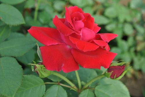 北方爬藤月季最好品种在哪购买,最适合广西种植的爬藤月季品种