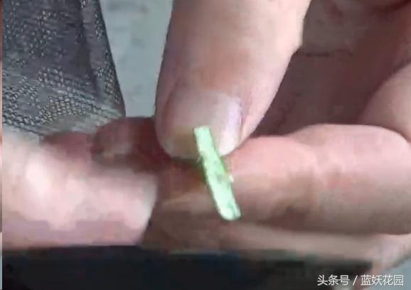 月季树嫁接教程,月季树的芽接方法