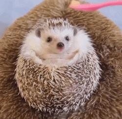 浑身都是刺也阻挡不了卖萌的脚步，活泼的吃货小刺猬了解一下