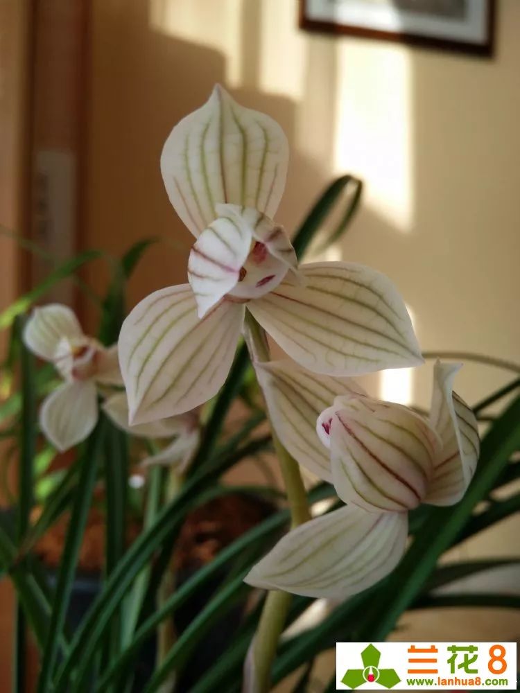 金边兰花叶尖枯焦,兰花叶尖枯焦会恢复吗