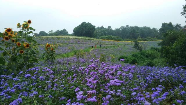 开奖｜林盘里、绿道上、花海间！20张石象湖门票花落谁家