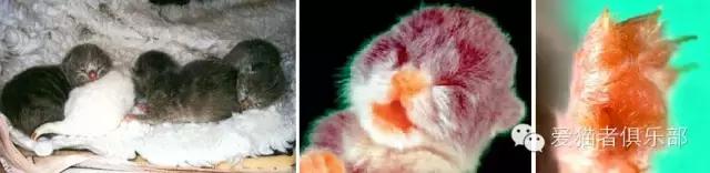 猫血型,猫的血型