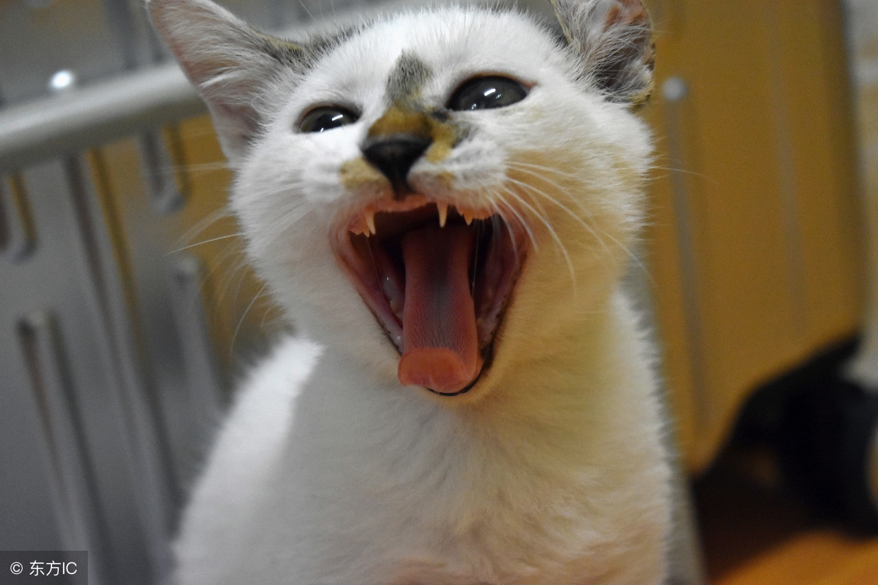 周星驰演的唐伯虎点秋香搞笑瞬间,周星驰的喜剧片段唐伯虎