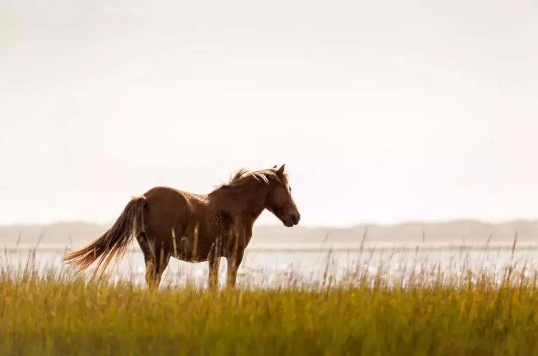 你是骏马，你是自由