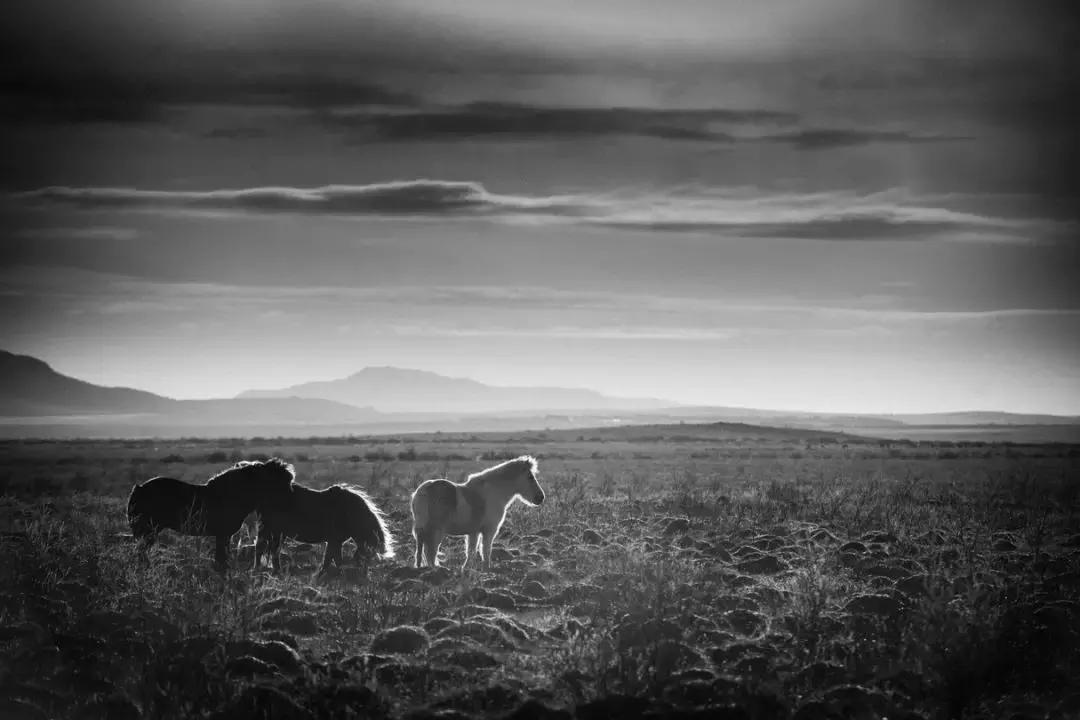 你是骏马，你是自由