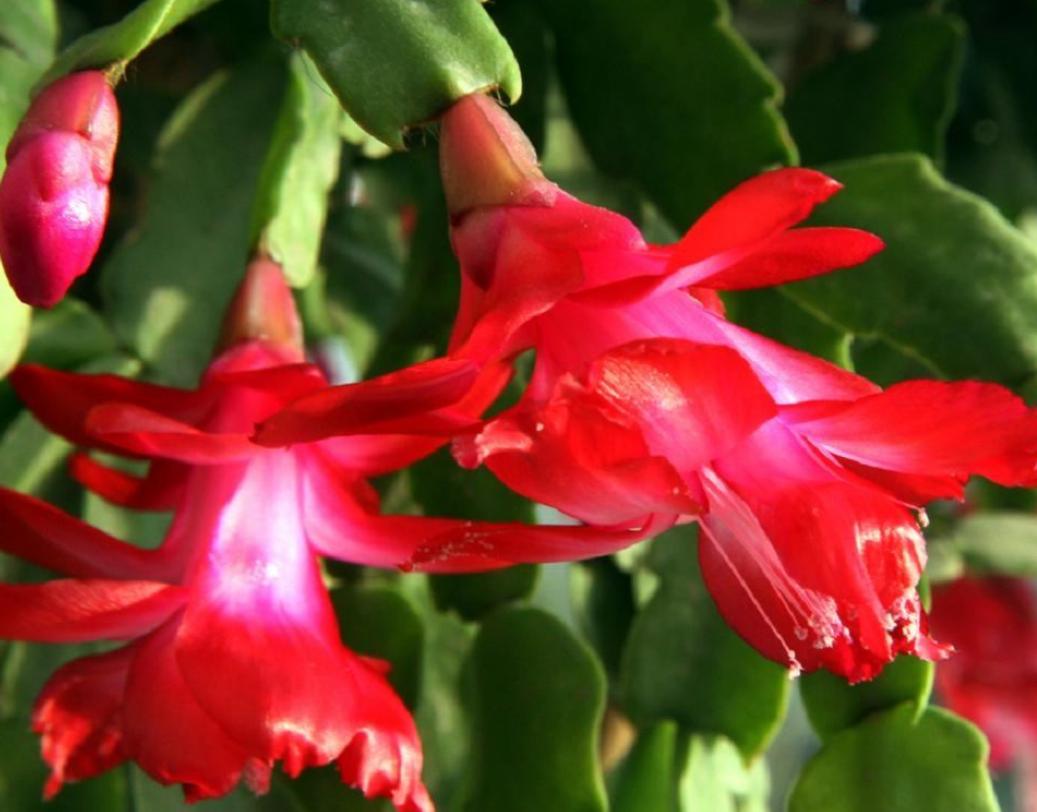 高温天气室外花草适合多浇水吗,高温天气花枯了能浇水吗