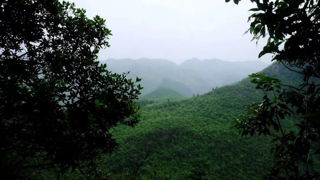 兴隆原始森林在哪,兴隆原始森林