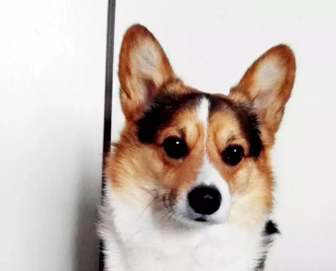 狗狗行为突然反常一直盯着门看,狗狗6种迷惑行为解读