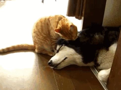 狗便血一定是细小吗,狗便血最有效的治疗方法