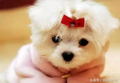 狗狗发情了,该怎么护理……