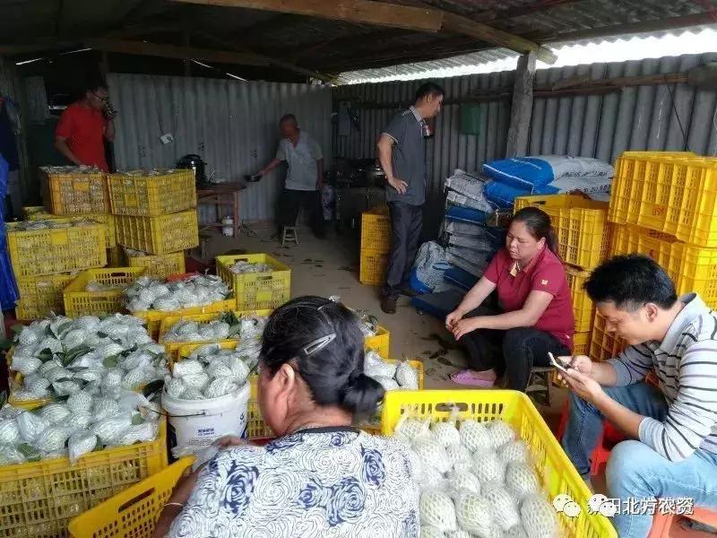 种植番石榴一亩挣多少钱,种植10亩番石榴大概成本要多少钱