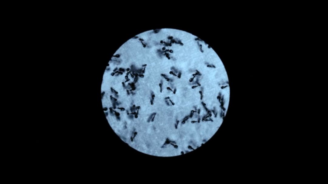 把大尺度拍得如此变态唯美,导演你怕是磕药了吧!