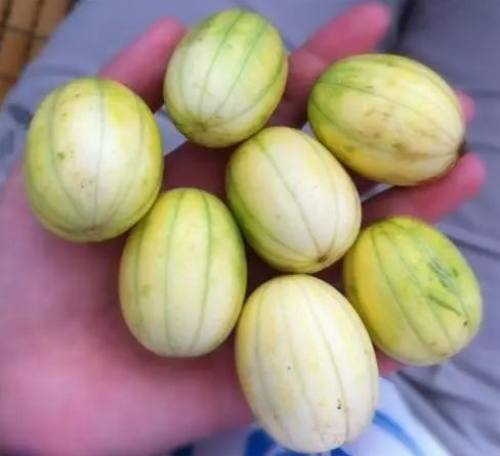 吃泰国的小榴莲,正宗泰国榴莲味香蕉