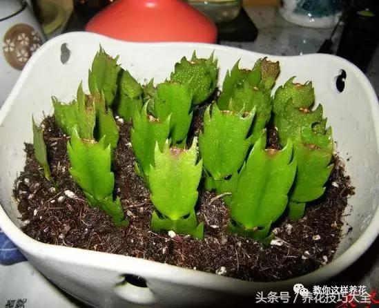 蟹爪兰长得好好的就断了怎么回事,蟹爪兰花谢了怎么处理才能复花