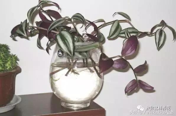 蟹爪兰长得好好的就断了怎么回事,蟹爪兰花谢了怎么处理才能复花