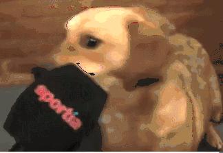 世界杯预言家已上线谁又是预言家,世界杯预言猫