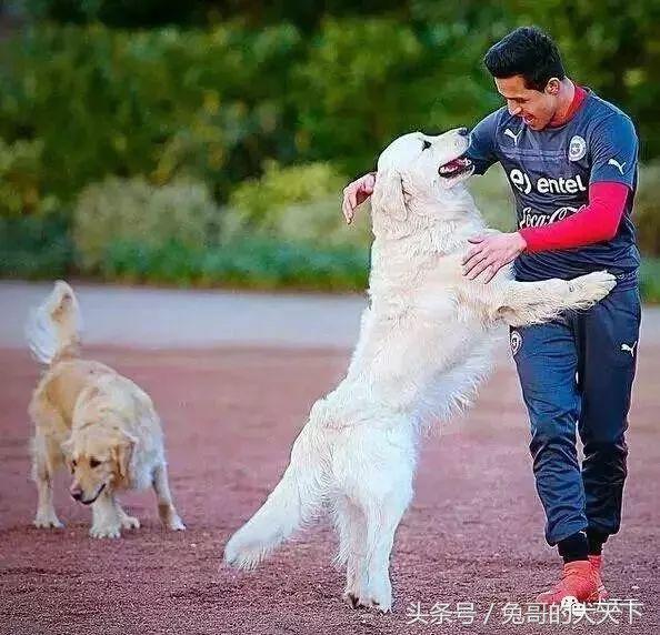 足球吉祥物狗狗盘点,一只狗狗拯救了无数人