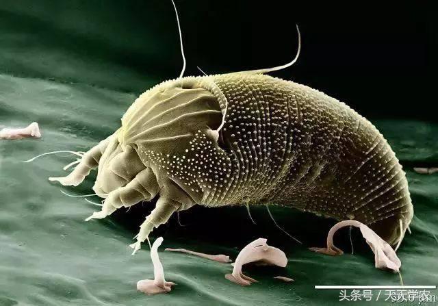 柑橘锈壁虱危害果实到几月,柑橘的虫害锈壁虱有哪几种特效药