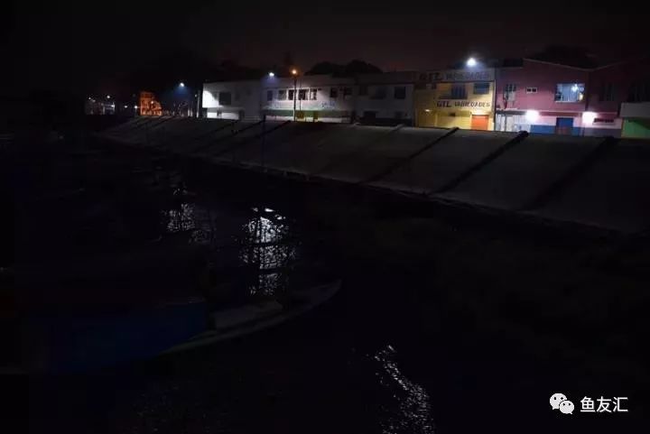 特隆贝塔如何饲养,特隆贝塔半皇与红彩区别