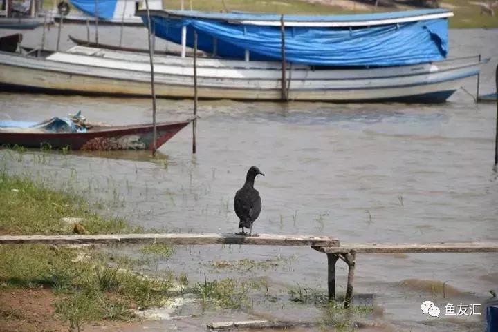 特隆贝塔如何饲养,特隆贝塔半皇与红彩区别