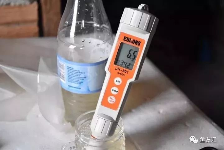 特隆贝塔如何饲养,特隆贝塔半皇与红彩区别