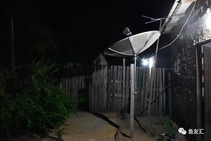 特隆贝塔如何饲养,特隆贝塔半皇与红彩区别