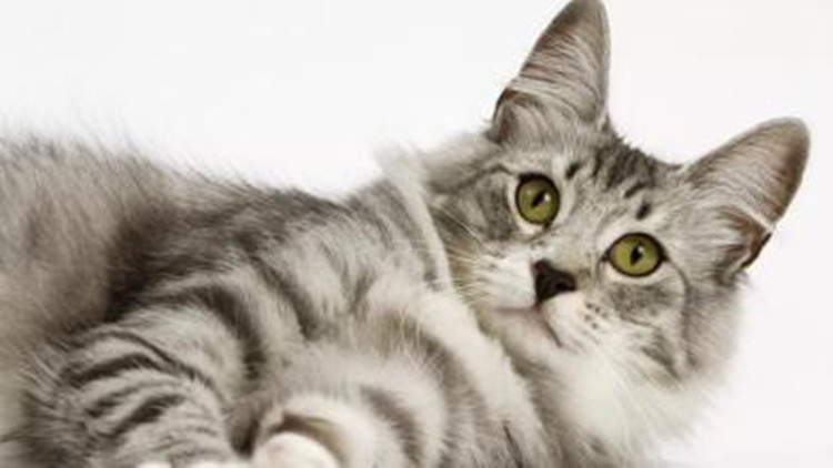 怎么样防治跳蚤最有效,怎么防治跳蚤