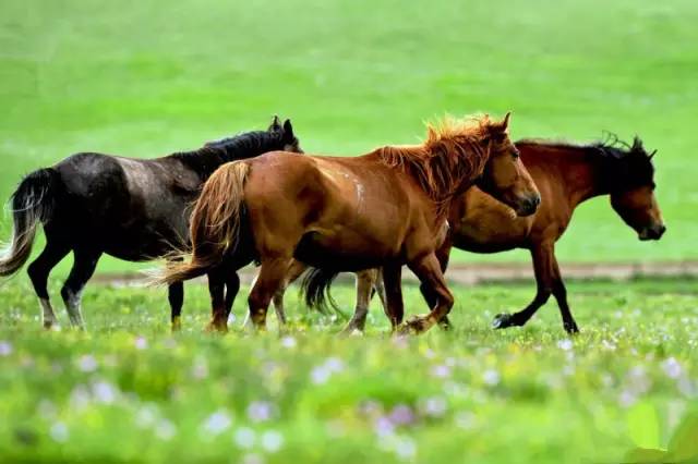 甘肃张掖军马场旅游 (张掖最好的军马场)