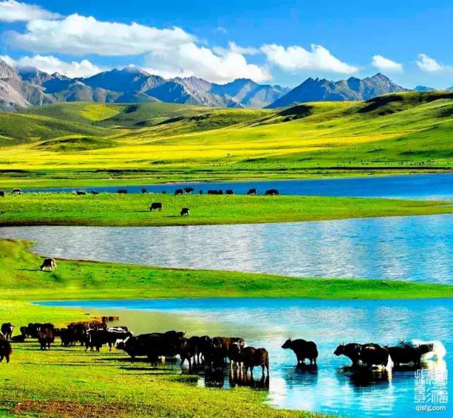 甘肃张掖军马场旅游 (张掖最好的军马场)