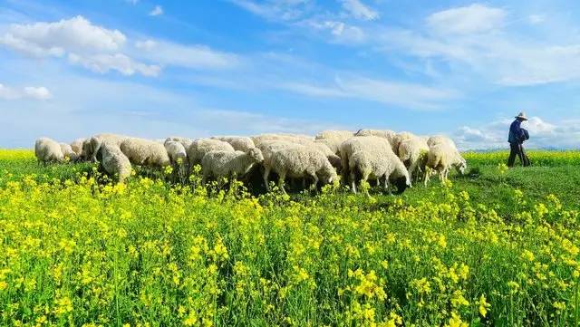 甘肃张掖军马场旅游 (张掖最好的军马场)