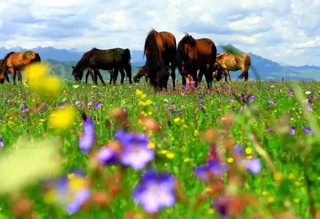 甘肃张掖军马场旅游 (张掖最好的军马场)