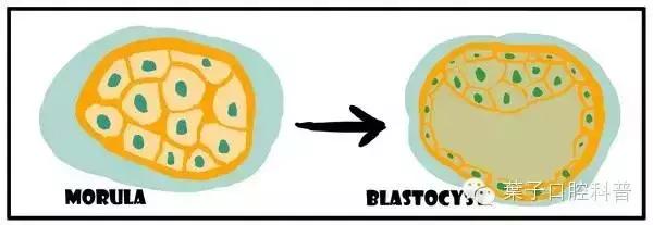 儿童治疗牙齿科普动画,孩子牙齿成长全过程