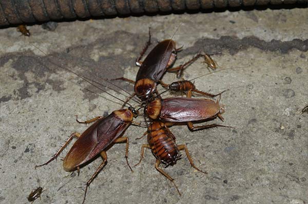 养殖10亿只蟑螂,四川成都蟑螂养殖基地