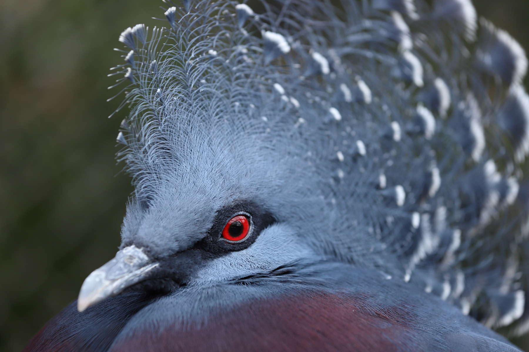 佳能70-200mmf2.8一代全新多少钱,佳能70-200mmf4一代