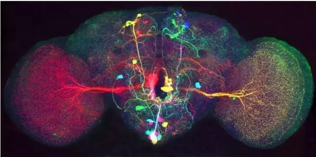 光照就会性高潮！最新研究：奖励机制让果蝇深陷“*灯区红**”