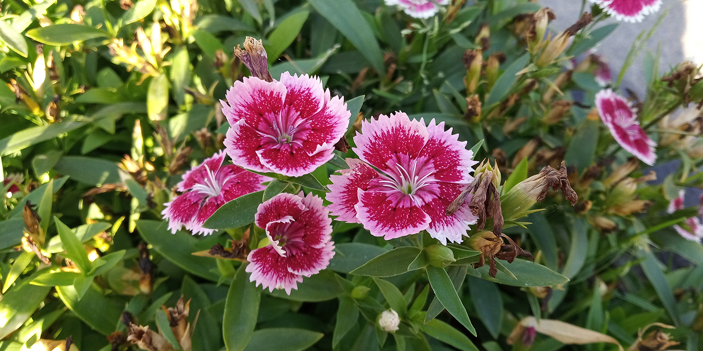 红米6评测,红米6测评和平精英