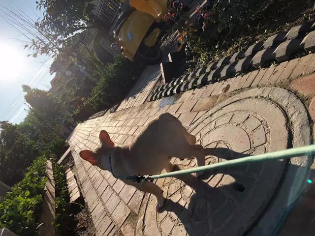 法牛刚到新家,法牛害怕主人没跟上自己