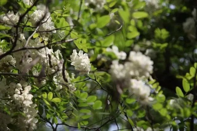 不用计划了！大连人的这个端午，看着这条微信过就行！