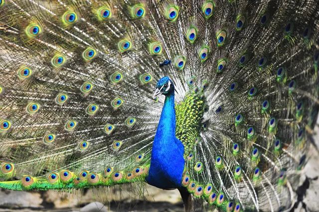 不用计划了！大连人的这个端午，看着这条微信过就行！