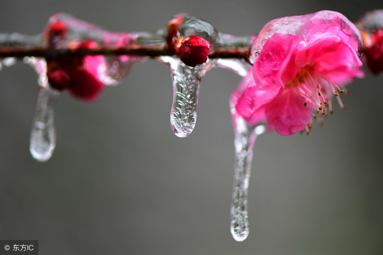 卜算子格律词林正韵,清莲文学社现代诗