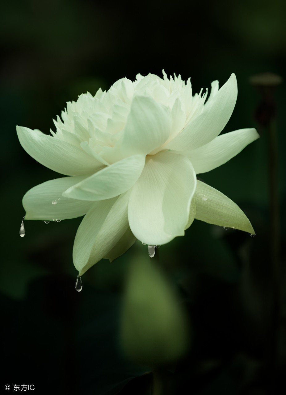 卜算子格律词林正韵,清莲文学社现代诗