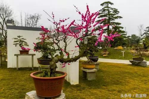 苗木销售新模式,苗木创业新模式