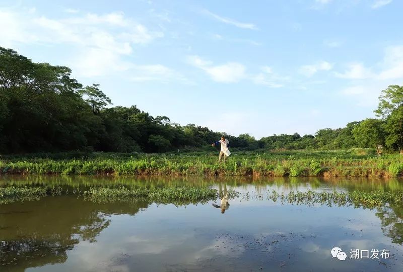 江西九江湖口龙虾养殖基地,湖口文泰村五分田龙虾养殖